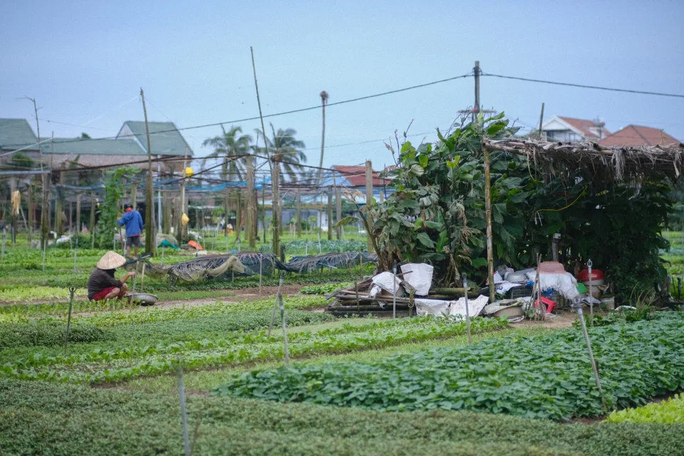 Vườn cây ăn trái